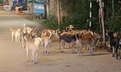 Karnataka : आवारा कुत्तों ने एक लड़के को काटा और घसीटा