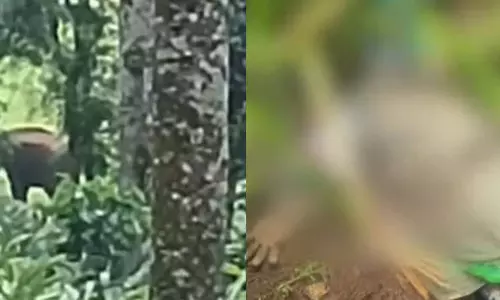 kerala: चिन्नाक्कनाल में जंगली हाथी के हमले में बागान मजदूर की मौत kerala: चिन्नाक्कनाल में जंगली हाथी के हमले में बागान मजदूर की मौत