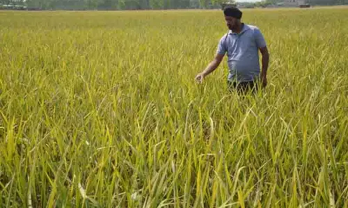 Ludhiana: बारिश की चेतावनी से किसानों में दहशत, धान की फसल को नया खतरा Ludhiana: बारिश की चेतावनी से किसानों में दहशत, धान की फसल को नया खतरा