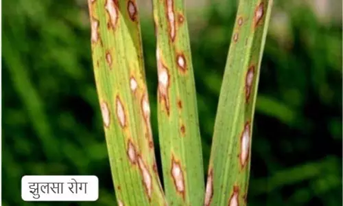 धान की फसलों में मंडराया झुलसा रोग का खतरा