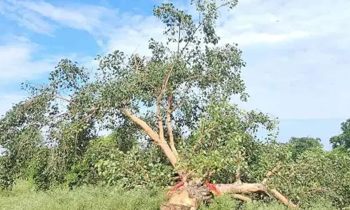 पीपल वृक्ष काटने पर भड़के ग्रामीण, हनुमान जी का वास होने का दावा