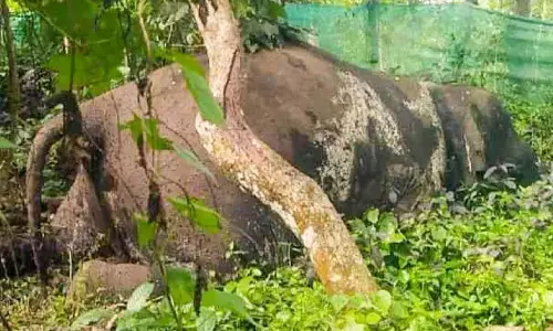 Kerala : पलाप्पिल्ली नादम्पदम में जंगली हाथी का शव मिला