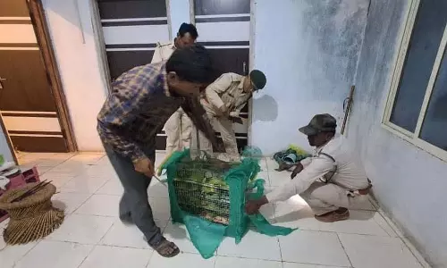 MP : धार में 135 तोतों की तस्करी करते दो लोग गिरफ्तार, पिंजरे में 12 पक्षी मृत पाए गए
