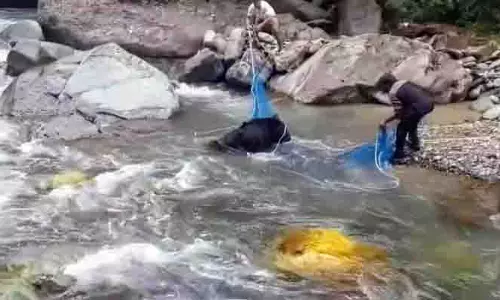 KISHTWAR: वन्यजीव संरक्षण विभाग ने गर्भवती भालू को बचाया