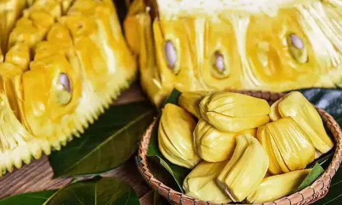 क्या मधुमेह रोगी कटहल खा सकते हैं? इस फल के क्या फायदे हैं? क्या मधुमेह रोगी कटहल खा सकते हैं? इस फल के क्या फायदे हैं?