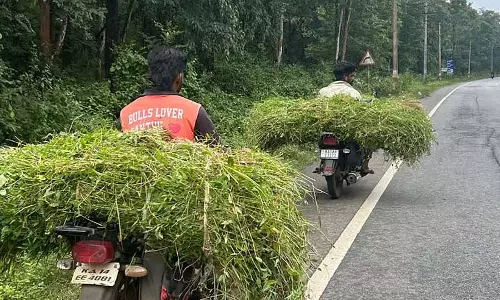 सुपारी मक्के के खेतों पर कब्ज़ा कर रही है: पशुओं के लिए चारे की आपूर्ति चुनौती सुपारी मक्के के खेतों पर कब्ज़ा कर रही है: पशुओं के लिए चारे की आपूर्ति चुनौती