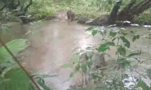 सारंडा जंगल में माओवादियों के IED ब्लास्ट में हाथी गंभीर रूप से घायल सारंडा जंगल में माओवादियों के IED ब्लास्ट में हाथी गंभीर रूप से घायल