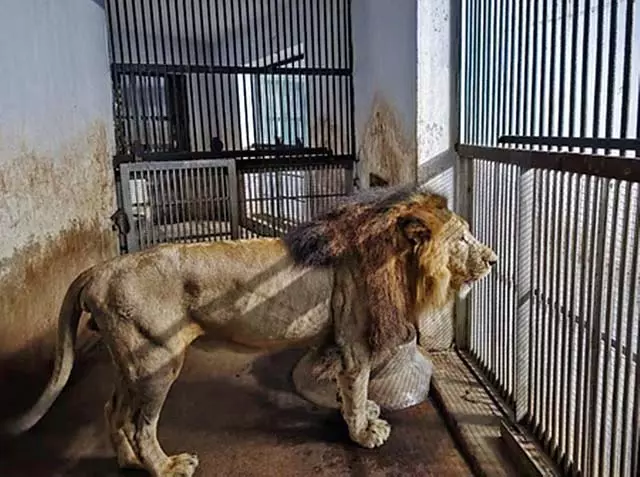 Tamil Nadu: वंडालूर का शेर दो दिन बाद पिंजरे में लौटा Tamil Nadu: वंडालूर का शेर दो दिन बाद पिंजरे में लौटा