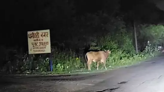 पागल सांड का Video वायरल, हमले में एक की मौत पागल सांड का Video वायरल, हमले में एक की मौत