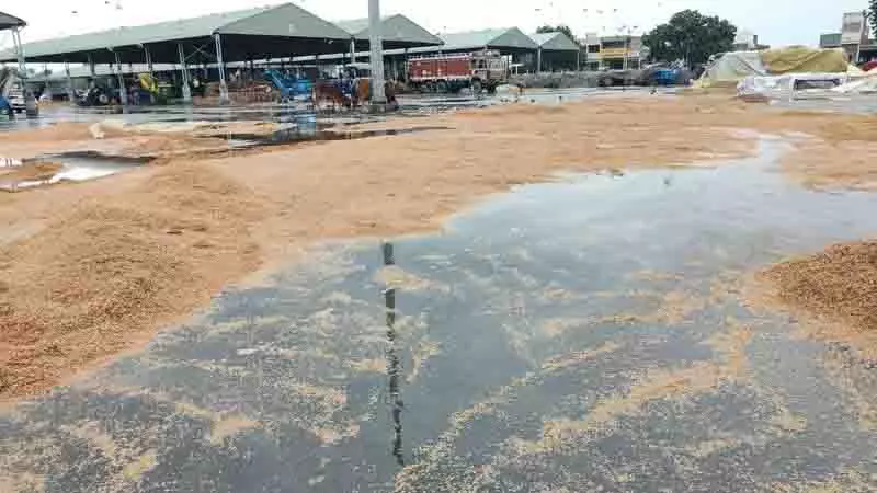 Punjab: तिरपाल न होने से खरीद का इंतजार कर रही धान की फसल भीग गई Punjab: तिरपाल न होने से खरीद का इंतजार कर रही धान की फसल भीग गई
