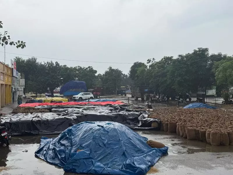 Haryana : बारिश से किसानों की परेशानी बढ़ी, भीगा धान और धीमी खरीद से संकट बढ़ा Haryana : बारिश से किसानों की परेशानी बढ़ी, भीगा धान और धीमी खरीद से संकट बढ़ा