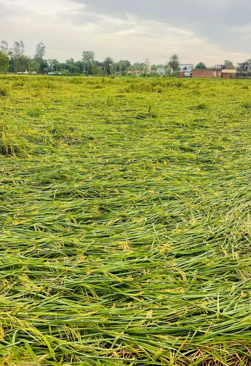 Haryana : अंबाला के 37,000 से अधिक किसानों ने पराली प्रबंधन प्रोत्साहन के लिए पंजीकरण कराया Haryana : अंबाला के 37,000 से अधिक किसानों ने पराली प्रबंधन प्रोत्साहन के लिए पंजीकरण कराया