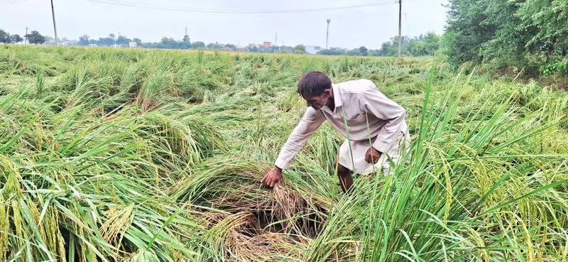 Haryana : हिसार क्षेत्र में बारिश और तेज हवाओं से धान की फसल चौपट Haryana : हिसार क्षेत्र में बारिश और तेज हवाओं से धान की फसल चौपट