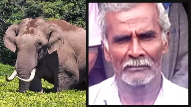 kerala: चक्काकोम्बन में हाथी के हमले में 62 वर्षीय व्यक्ति की मौत kerala: चक्काकोम्बन में हाथी के हमले में 62 वर्षीय व्यक्ति की मौत