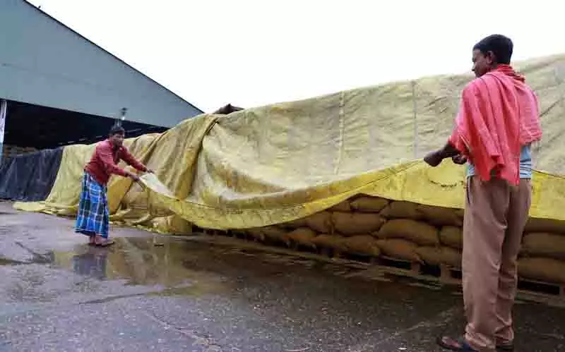 Jalandhar में कटाई जारी, धान की आवक सुस्त Jalandhar में कटाई जारी, धान की आवक सुस्त