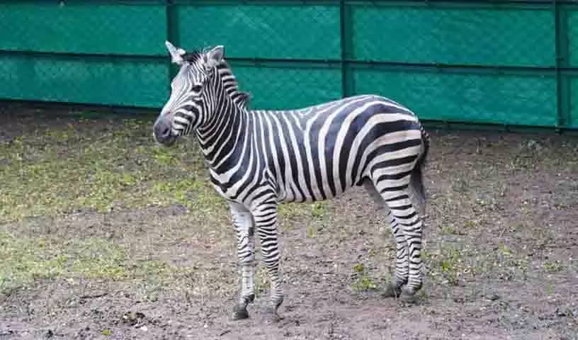 विश्व वन्यजीव सप्ताह और चिड़ियाघर दिवस पर Hyderabad Zoo में ज़ेब्रा छोड़े गए विश्व वन्यजीव सप्ताह और चिड़ियाघर दिवस पर Hyderabad Zoo में ज़ेब्रा छोड़े गए