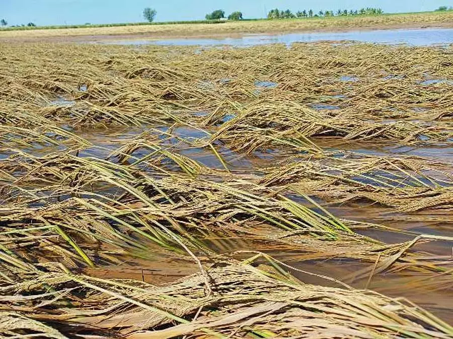 Karnataka : भीमा नदी में बाढ़ से किसानों का जीवन अस्त-व्यस्त Karnataka : भीमा नदी में बाढ़ से किसानों का जीवन अस्त-व्यस्त