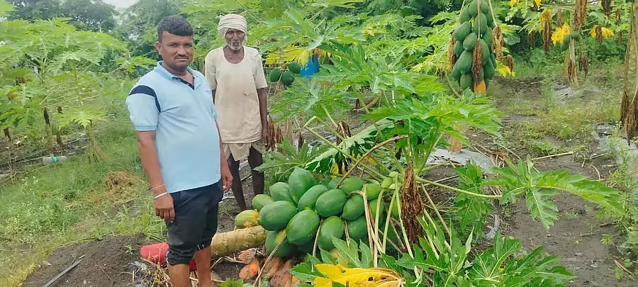 बारिश से पपीता, तरबूज की फसलें नष्ट: लाखों रुपये का नुकसान बारिश से पपीता, तरबूज की फसलें नष्ट: लाखों रुपये का नुकसान