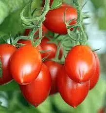 Tomato का बीज निकला सोने से भी महंगा! 1 किलो की कीमत में बन सकता है सोने का हार, जानिए क्यों हो रही है इतनी मांग Tomato का बीज निकला सोने से भी महंगा! 1 किलो की कीमत में बन सकता है सोने का हार, जानिए क्यों हो रही है इतनी मांग