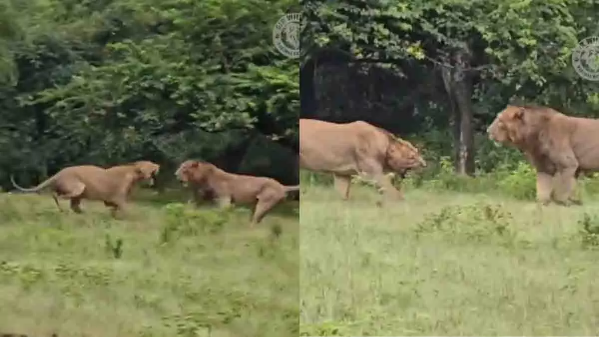 Gujarat: गिर वन क्षेत्र में शेर की बर्बरता, मादा शेर की हुई मौत Gujarat: गिर वन क्षेत्र में शेर की बर्बरता, मादा शेर की हुई मौत