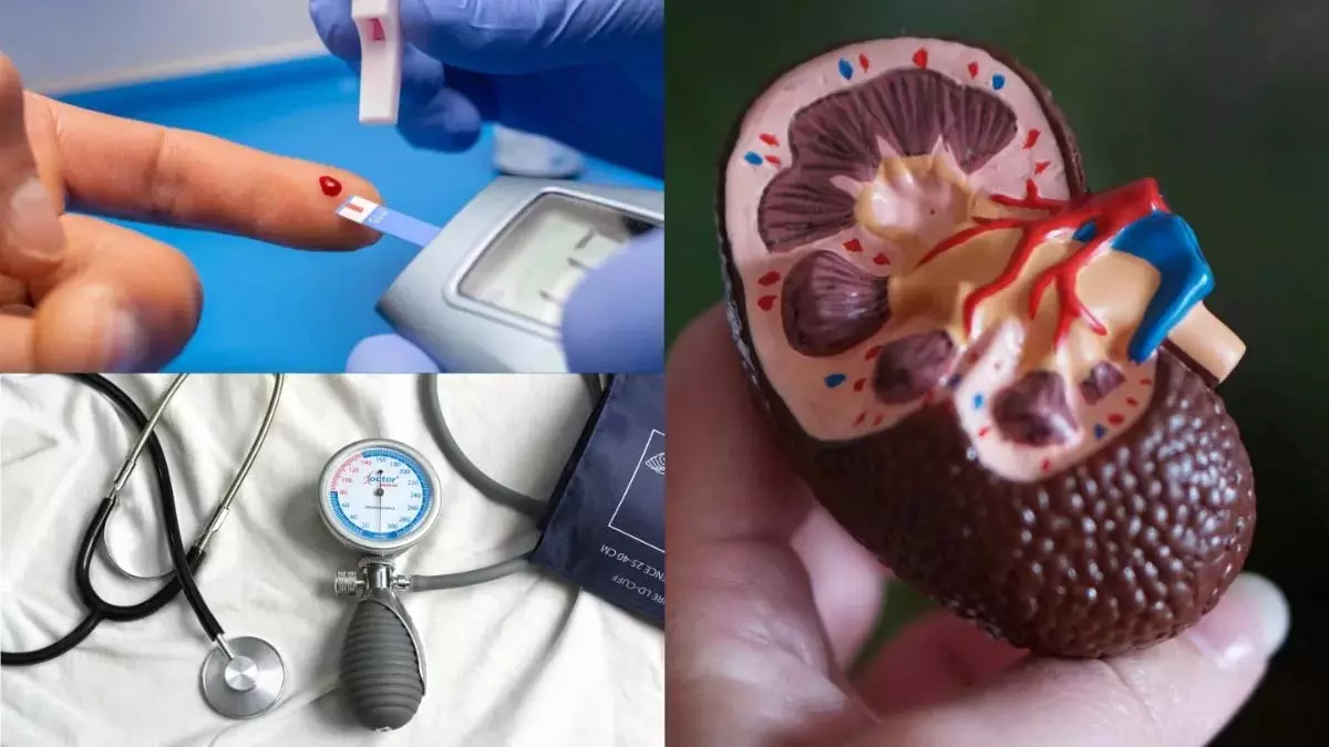 Diabetesऔर हाई ब्लड प्रेशर से तेजी से खराब होती है किडनी, जानिए कैसे बनते हैं ये बीमारियां धीमे ज़हर Diabetesऔर हाई ब्लड प्रेशर से तेजी से खराब होती है किडनी, जानिए कैसे बनते हैं ये बीमारियां धीमे ज़हर
