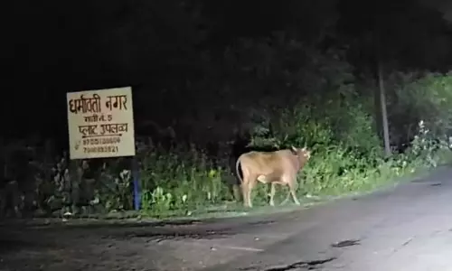 पागल सांड का Video वायरल, हमले में एक की मौत