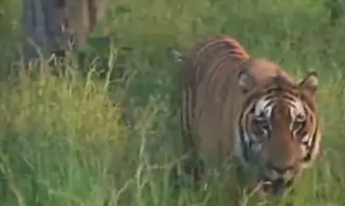 रायपुर जंगल सफारी में बाघिन बीमार पड़ी, अंबानी के वाइल्डलाइफ हॉस्पिटल में होगा ईलाज
