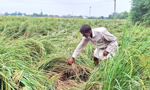 Haryana :  हिसार क्षेत्र में बारिश और तेज हवाओं से धान की फसल चौपट