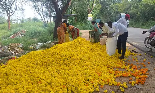 दामों में गिरावट: किसानों ने सड़क पर फूल बिछाए