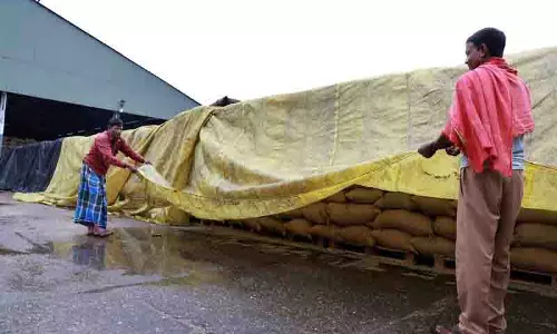 Jalandhar में कटाई जारी, धान की आवक सुस्त