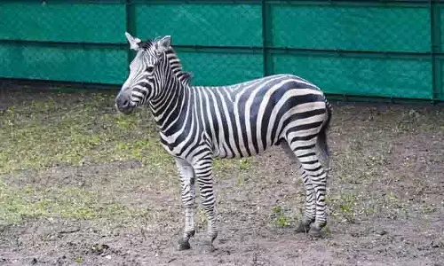 विश्व वन्यजीव सप्ताह और चिड़ियाघर दिवस पर Hyderabad Zoo में ज़ेब्रा छोड़े गए