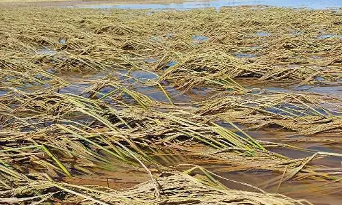 Karnataka :  भीमा नदी में बाढ़ से किसानों का जीवन अस्त-व्यस्त