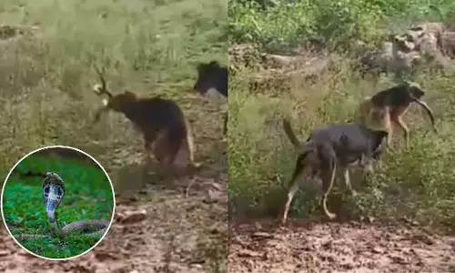 Mirzapur: पालतू कुत्तों ने कोबरा से लड़ी जानलेवा लड़ाई, एक की मौत Mirzapur: पालतू कुत्तों ने कोबरा से लड़ी जानलेवा लड़ाई, एक की मौत
