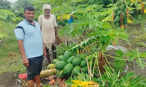 बारिश से पपीता, तरबूज की फसलें नष्ट: लाखों रुपये का नुकसान बारिश से पपीता, तरबूज की फसलें नष्ट: लाखों रुपये का नुकसान