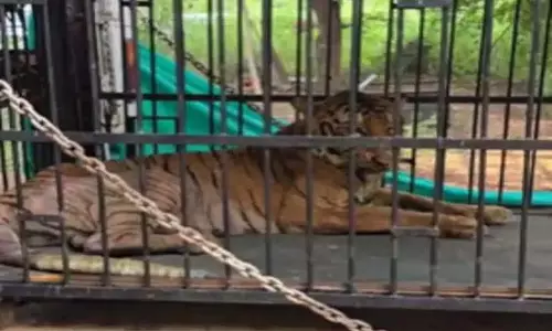 रायपुर जंगल सफारी की बाघिन को गुजरात के वनतारा भेजा गया रायपुर जंगल सफारी की बाघिन को गुजरात के वनतारा भेजा गया