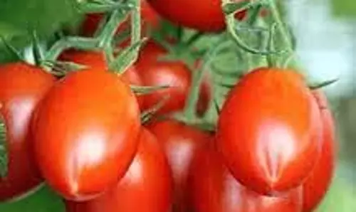 Tomato का बीज निकला सोने से भी महंगा! 1 किलो की कीमत में बन सकता है सोने का हार, जानिए क्यों हो रही है इतनी मांग Tomato का बीज निकला सोने से भी महंगा! 1 किलो की कीमत में बन सकता है सोने का हार, जानिए क्यों हो रही है इतनी मांग