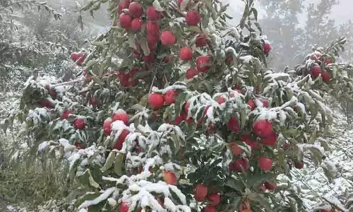 Lahaul में बेमौसम बर्फबारी से सेब के बागों को नुकसान Lahaul में बेमौसम बर्फबारी से सेब के बागों को नुकसान