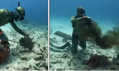 समुद्र में Octopus के हमले से बाल-बाल बचा गोताखोर, देखें