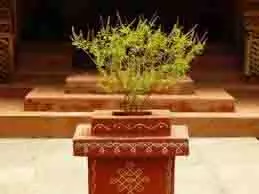 Tulsi Puja: कार्तिक मास में तुलसी पूजा करने से मिलते हैं ये चमत्कारी लाभ, जानें कैसे करें पूजन Tulsi Puja: कार्तिक मास में तुलसी पूजा करने से मिलते हैं ये चमत्कारी लाभ, जानें कैसे करें पूजन