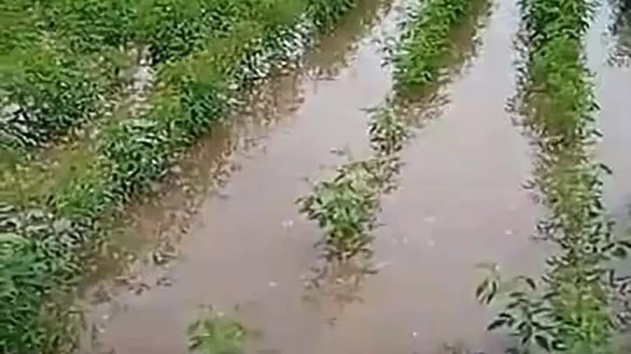 Karnataka : भीमा बेसिन के किसान बारिश और बाढ़ से तबाह Karnataka : भीमा बेसिन के किसान बारिश और बाढ़ से तबाह