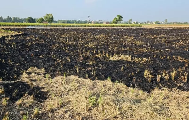Haryana : 50% धान की कटाई के साथ, कुरुक्षेत्र को पराली की आग पर नियंत्रण की उम्मीद Haryana : 50% धान की कटाई के साथ, कुरुक्षेत्र को पराली की आग पर नियंत्रण की उम्मीद