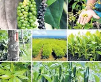 मसाला फार्मों ने कोरापुट पर्यटन में नया स्वाद जोड़ा मसाला फार्मों ने कोरापुट पर्यटन में नया स्वाद जोड़ा