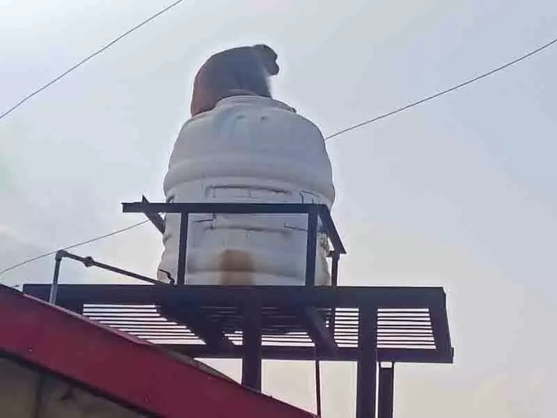 दोहरा संकट, Solan district में कुत्तों का आतंक और बंदरों का उत्पात दोहरा संकट, Solan district में कुत्तों का आतंक और बंदरों का उत्पात