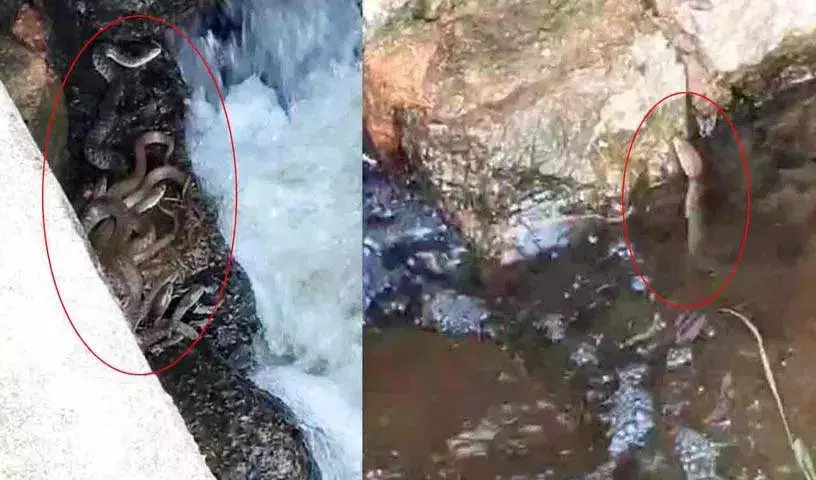 Dhulimitta मंडल केंद्र की एक झील में सांप देखे गए Dhulimitta मंडल केंद्र की एक झील में सांप देखे गए