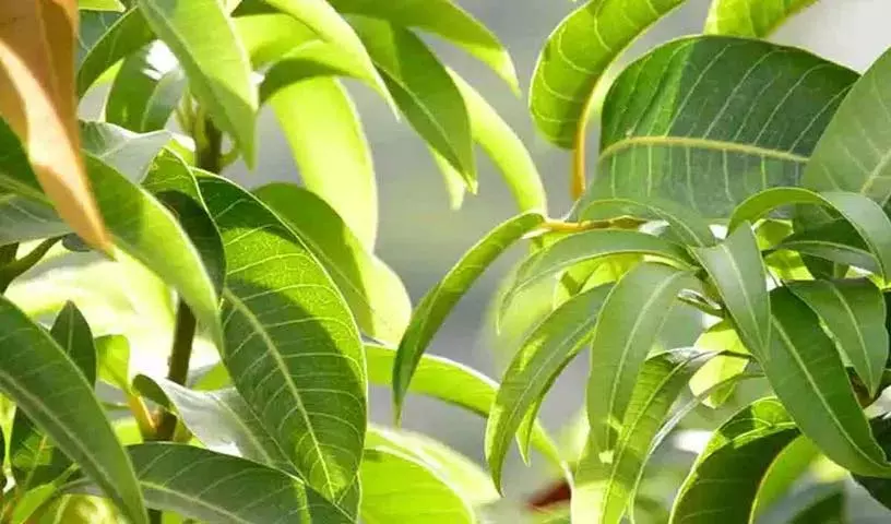 आम के पत्ते कई फायदे देते हैं; बर्बाद न करें, घर ले आएं! आम के पत्ते कई फायदे देते हैं; बर्बाद न करें, घर ले आएं!