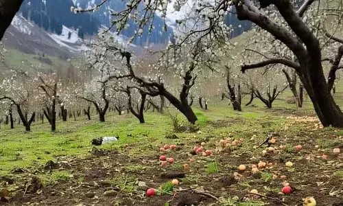 Shopian किसानों को कठोर मौसम का खामियाजा भुगतना पड़ रहा