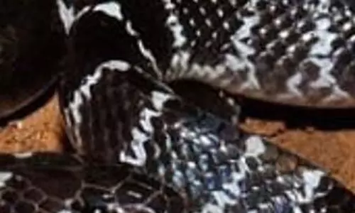 करैत सांप ने डसा, मासूम बच्चे की आंगन में मौत करैत सांप ने डसा, मासूम बच्चे की आंगन में मौत
