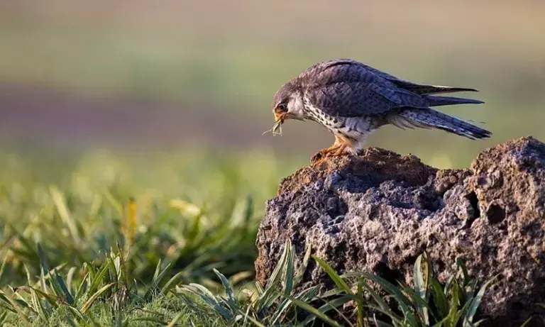 Amur फाल्कन पहुँचे पूर्वोत्तर, मणिपुर-नागालैंड में दिखी पहली झलक Amur फाल्कन पहुँचे पूर्वोत्तर, मणिपुर-नागालैंड में दिखी पहली झलक