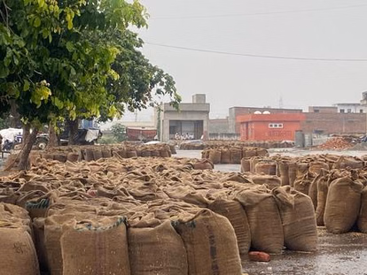 Palwal: बारिश से मंडी में किसानों की फसल बर्बाद