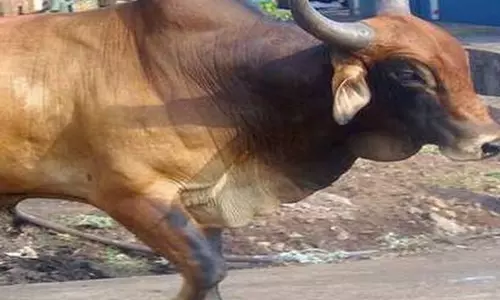 Shahjahanpur: आवारा सांड ने बुजुर्ग को तड़पा कर मारा